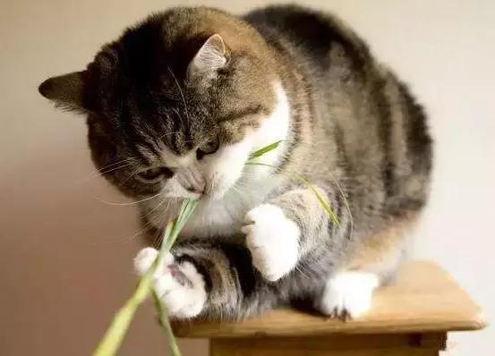 猫咪为什么痴迷吃草，猫咪为什么会吃草