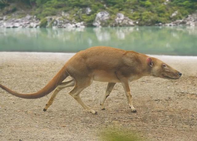 最大的鲸鱼是蓝鲸还是抹香鲸，竟然只有狐狸这么大