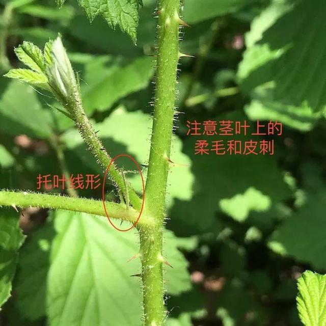 茅莓蛇莓该用哪一个填补你空虚的胃，蛇莓茅莓