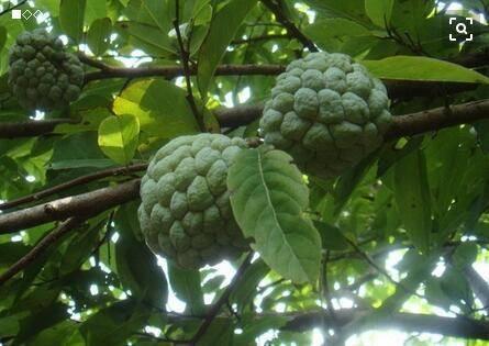 常见的水果种类100种释迦果，除了蓝莓、车厘子你知道几种