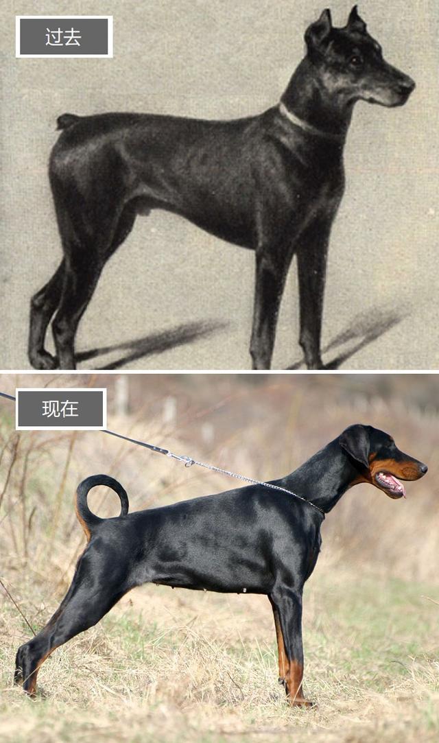 常见犬种介绍，养狗前你知道工作犬和玩具犬吗