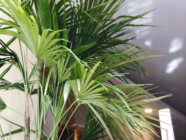 观叶植物的室内摆放，家里盆栽摆放有讲究