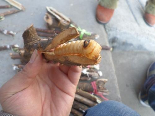 绍兴山上一种野草夏天用来泡茶喝，夏天采摘来泡水冰凉解暑又解渴