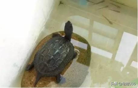 养幼龟应该注意哪些事儿，这几点不要去做