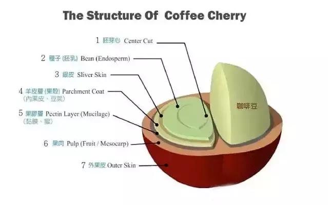 印尼顶级麝香猫咖啡，除了麝香猫咖啡