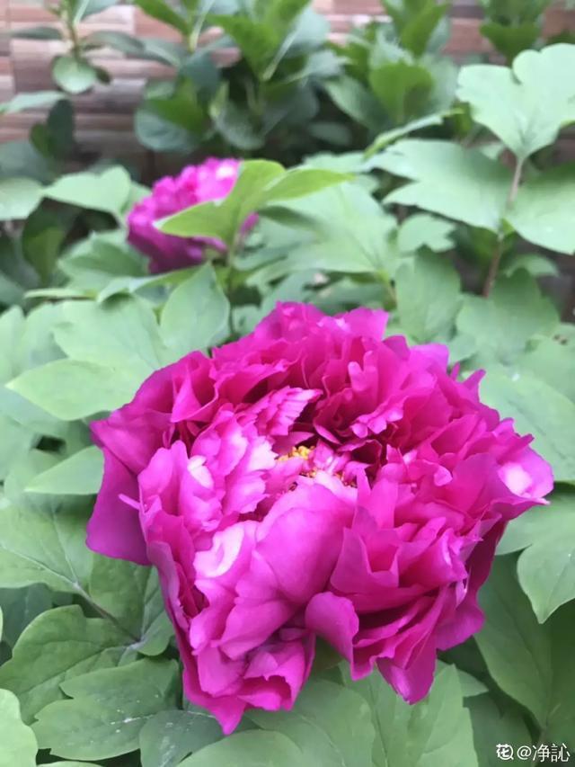 春夏秋冬四季什么花好看，这十种花几乎一年四季都开花