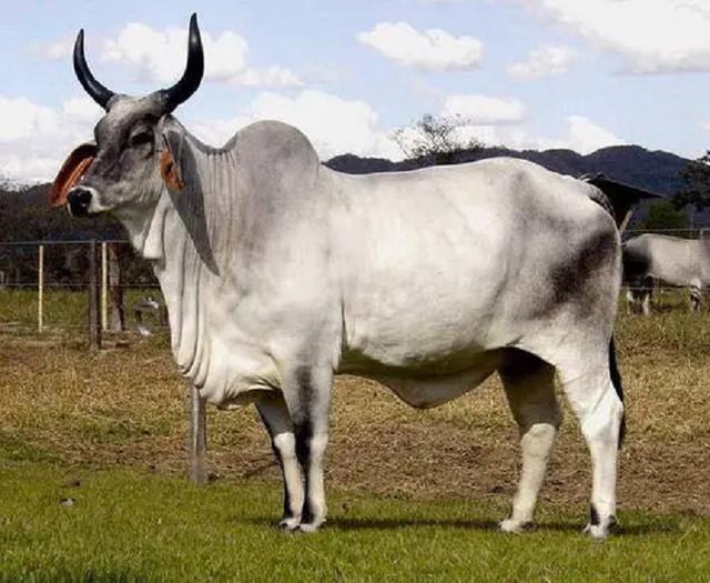 印度牛为啥不泛滥，印度5亿头牛泛滥成灾