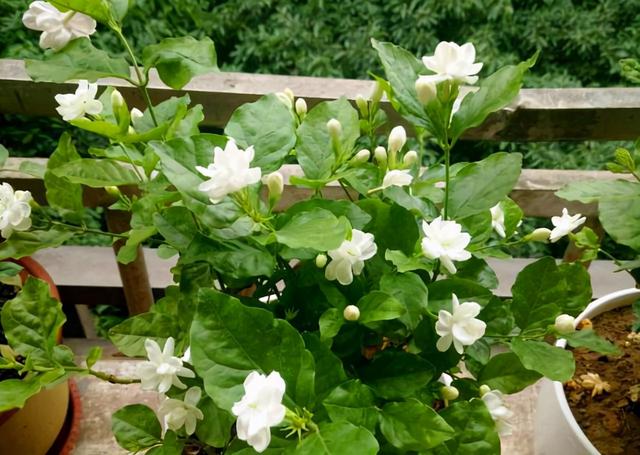 最适合家庭净化空气的花，17种公认的养人花