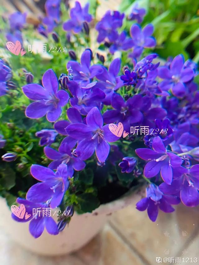 春夏秋冬四季什么花好看，这十种花几乎一年四季都开花