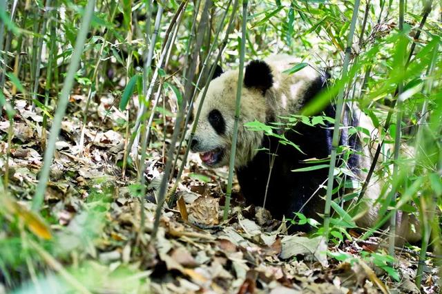 真实的大熊猫的故事，两只“三脚猫”的故事——全球首例大熊猫截肢手术和天生断掌之谜