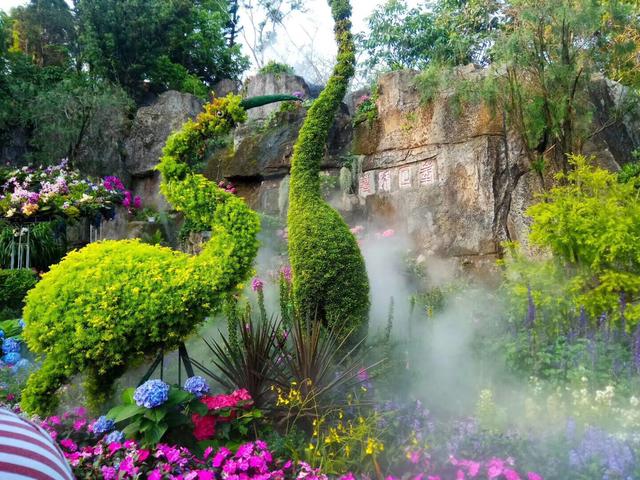 深圳市仙湖植物园，深圳仙湖植物园适合夏天逛吗（深圳仙湖植物园现场实拍图来了）