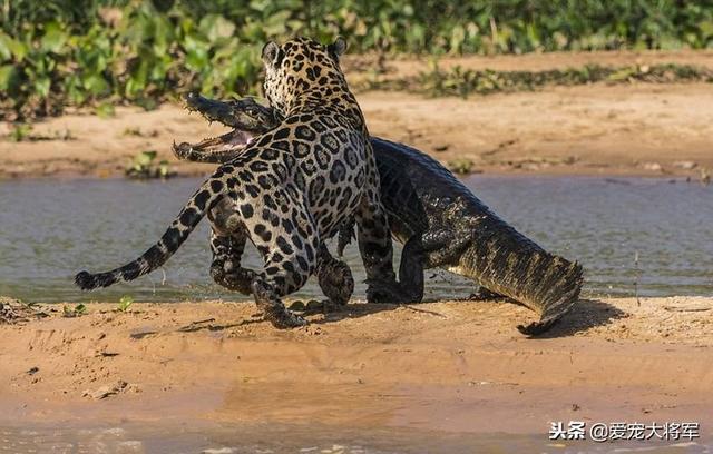 猫科动物实力排名，猫科动物vs犬科动物实力排名