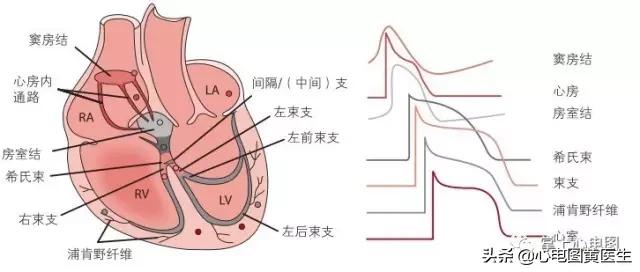 通俗易懂的心电图基础介绍，零基础都秒懂：学习心电图