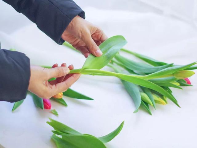 买的郁金香怎么养护，冬天也能绽放