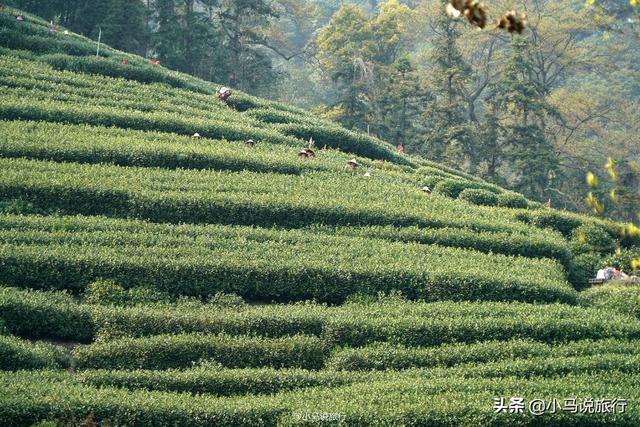 正宗西湖龙井茶园，杭州著名的龙井茶村