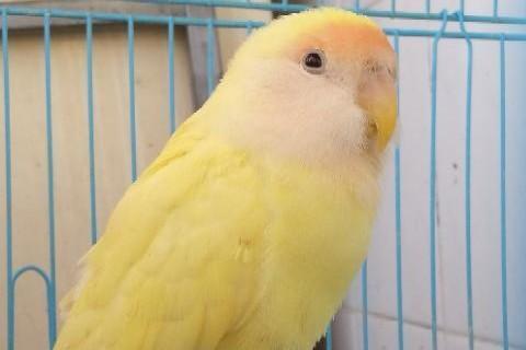 牡丹鹦鹉品种介绍大全，面类牡丹鹦鹉的所有品种