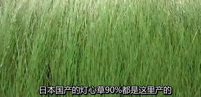 榻榻米是什么东西，日式榻榻米包含哪些东西（求求你，别再给我推荐榻榻米啦）