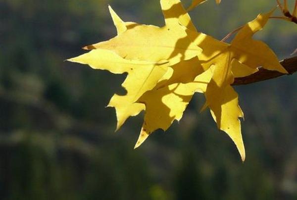 纳兰性德意境很美的诗，10首经典《如梦令》