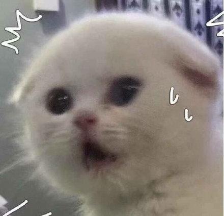 猫咪表情包大全图，可爱的猫咪表情包合集