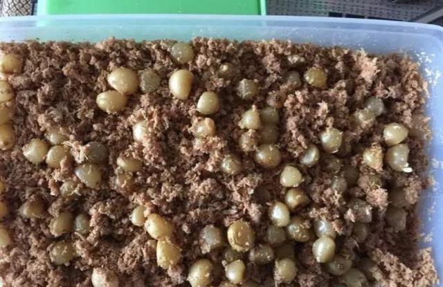 君子兰种子怎么种，君子兰的种子怎样育苗