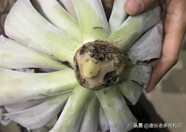 怎样才能养出叶片饱满厚实的多肉，这些叶片特别肥厚的多肉