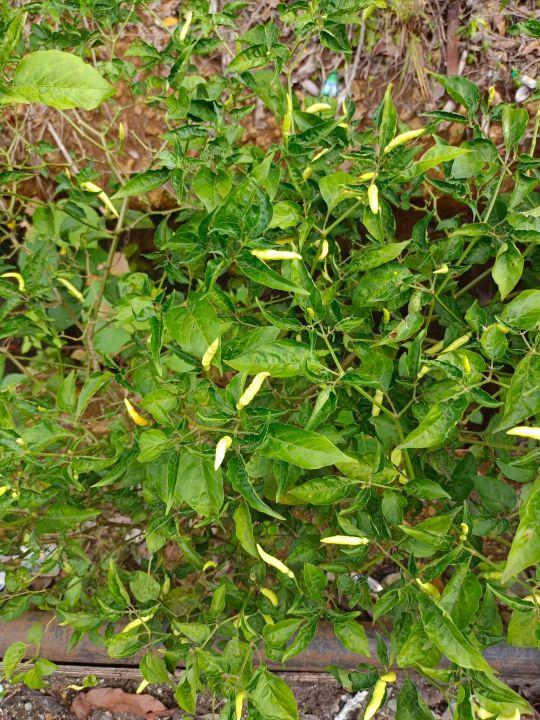 为什么很多人去印尼打工，记录印尼打工生活点滴