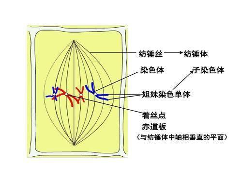 为什么说一滴精十滴血，精子是如何形成的