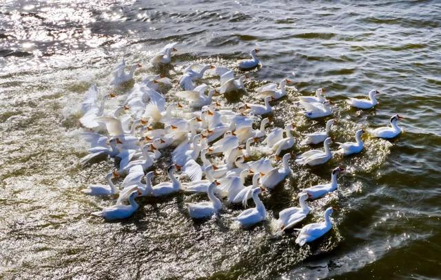 白洋淀冬天的生活，只有60来岁的人才会做……