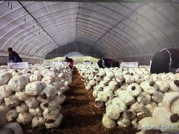 平菇菌种怎么种植，食用菌平菇的栽培技术