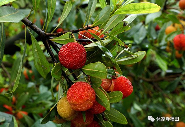 真实的罗汉岩传说，仙岩九狮一象的传说