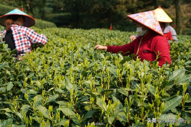 正宗西湖龙井茶园，杭州著名的龙井茶村