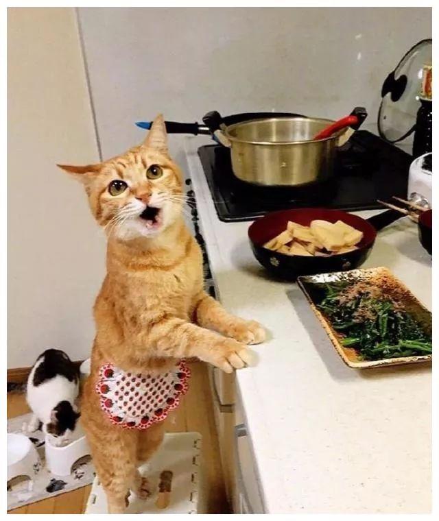 猫咪能吃海苔吗，养猫时什么食物不能吃（猫咪不能吃的10种常见食物大公开）