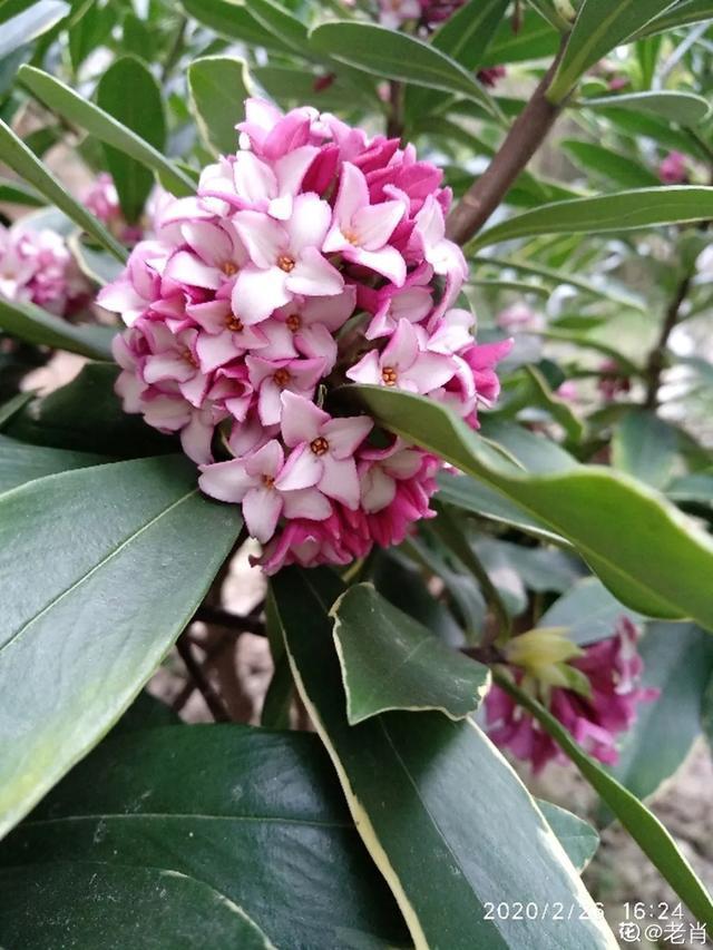 春夏秋冬四季什么花好看，这十种花几乎一年四季都开花