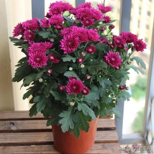 什么花最好养又好看又容易活，6种花号称十大名花