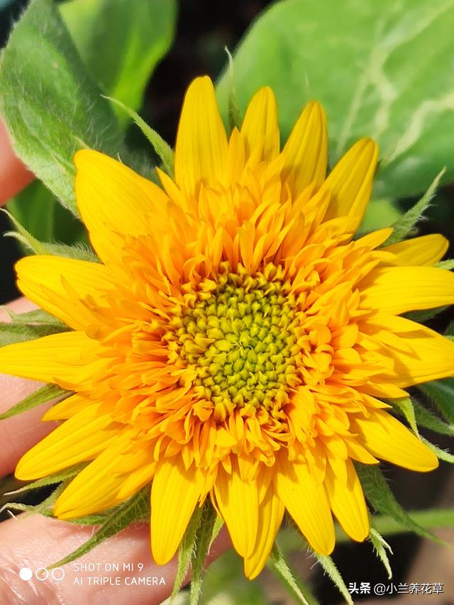 向日葵泰迪熊种子，夏天收获一片花海