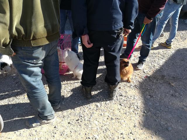 哪只博美犬最可爱最便宜，常被主人装在口袋里去散步