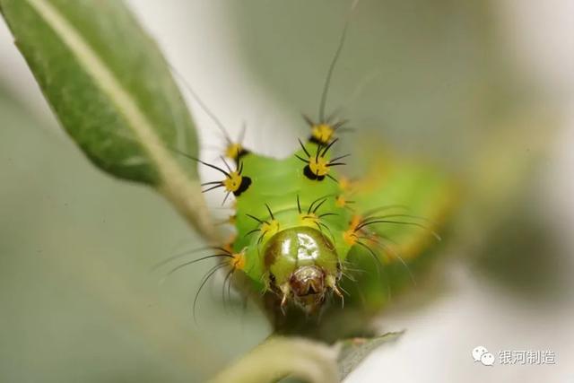 有哪些常见的飞蛾，自然记录蛾生一瞬