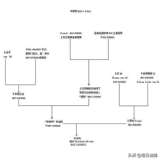 谈谈詹森鸽系的一些情况，詹森鸽伟大的源头