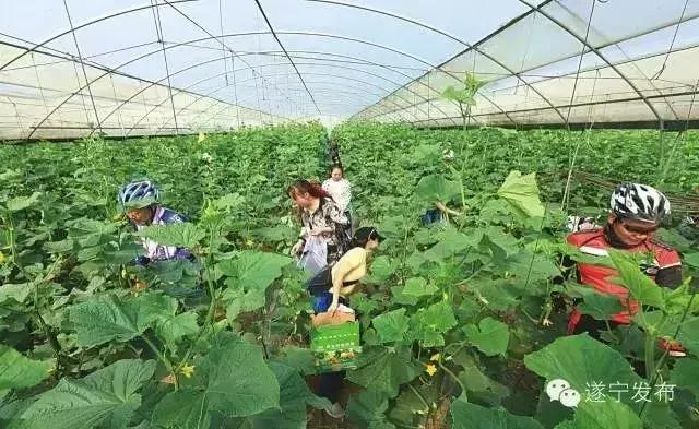 游古镇赏宋瓷，遂宁小众旅游攻略