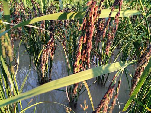 贵比黄金的紫色大米，大米是怎么种植出来的