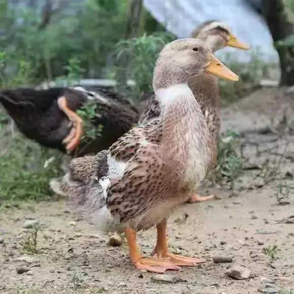 湖南常德特产正宗酱板鸭，18道工序秘制而成