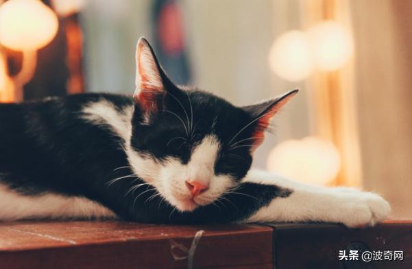 猫咪的4种睡姿代表什么，猫睡姿里藏着这些秘密