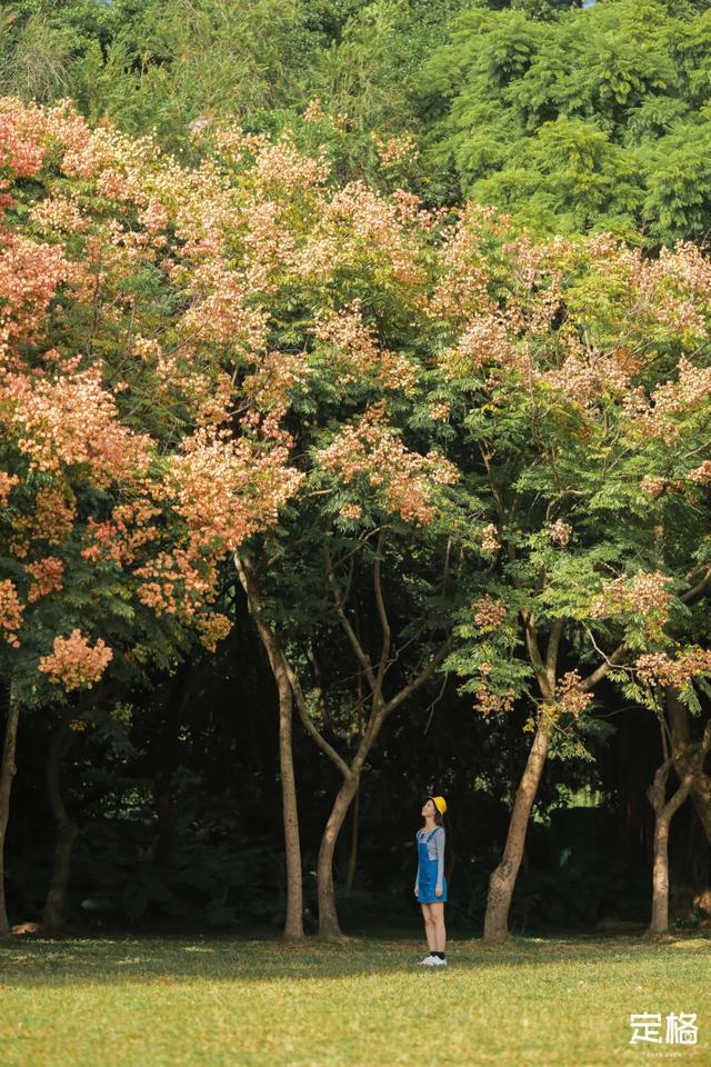 莲花山公园 网红打卡地，莲花山公园又红了