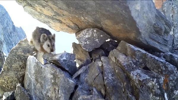 世界上真实存在的宠物小精灵，《宠物小精灵》中的5个角色在现实当中的真实原型