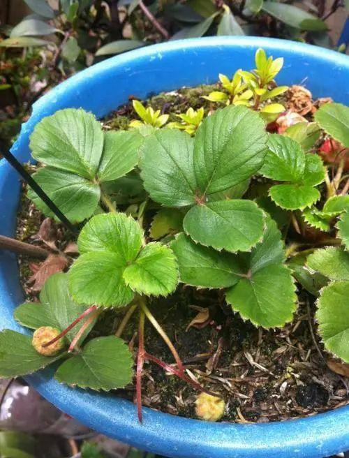 家中草莓怎么叶子会干，草莓喜欢湿润却极易患病