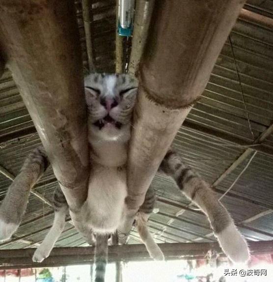 猫咪的4种睡姿代表什么，猫睡姿里藏着这些秘密