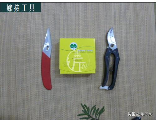 常用的嫁接技术方法，提高嫁接成活率