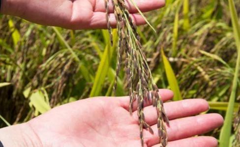 贵比黄金的紫色大米，大米是怎么种植出来的