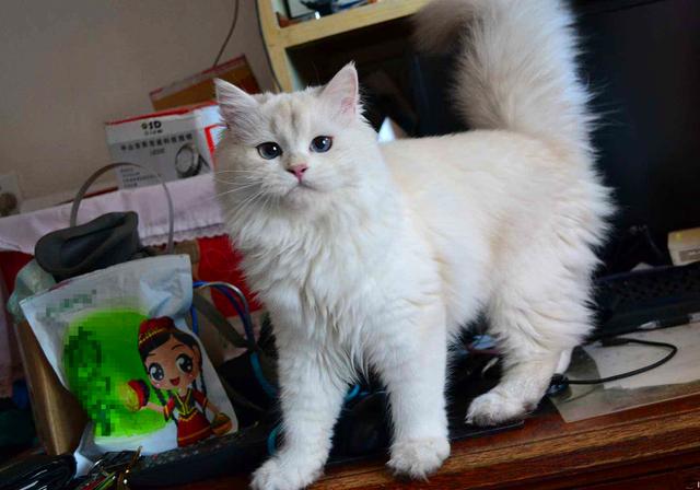 肥胖猫肾衰(猫严重肾衰竭能治好吗)