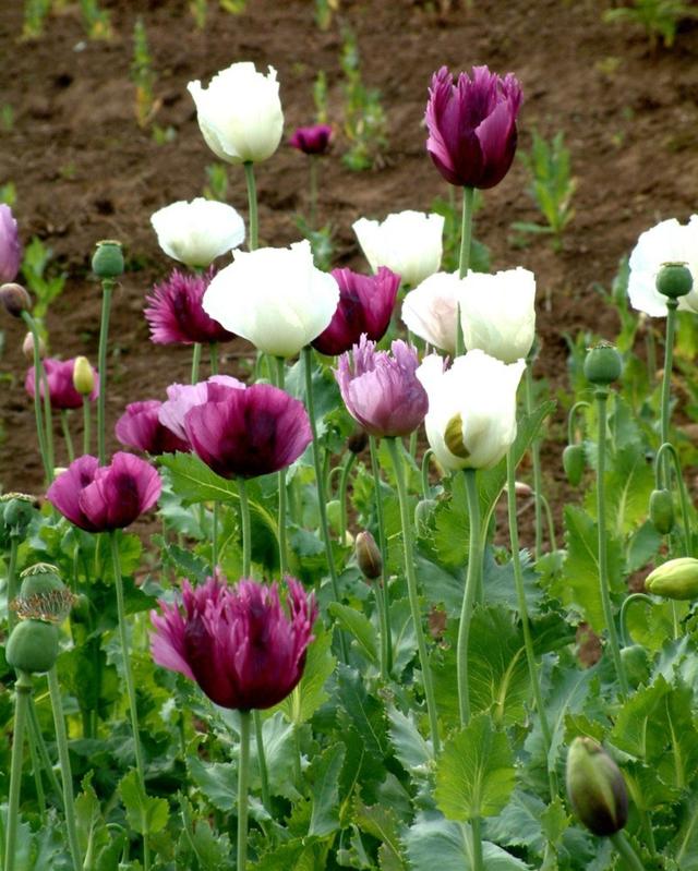 八种常见有毒花，这15种大毒花